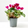 CYCLAMEN VARIEDADES MACETA 13CM