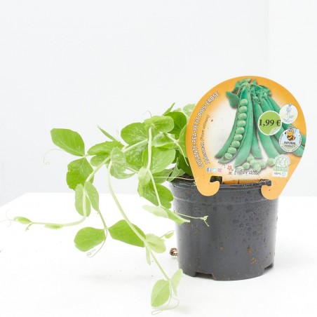 GUISANTE MATA ALTA MACETA 11CM