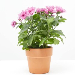 MARGARITA HÍBRIDA MACETA 13CM