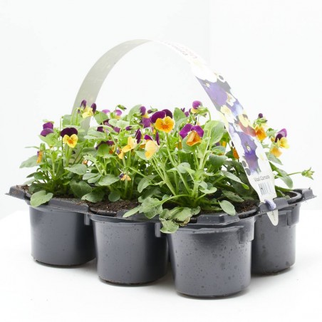 VIOLA 6 UDS