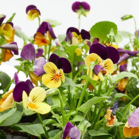 VIOLA 6 UDS