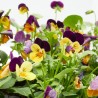 VIOLA 6 UDS
