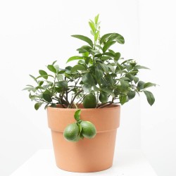 LIMONERO MACETA 5L TARRINA