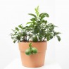 LIMONERO MACETA 5L TARRINA