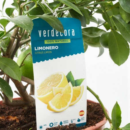 LIMONERO MACETA 5L TARRINA