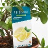 LIMONERO MACETA 5L TARRINA