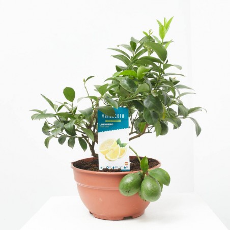 LIMONERO MACETA 5L TARRINA