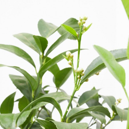 LIMONERO MACETA 5L TARRINA