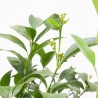 LIMONERO MACETA 5L TARRINA
