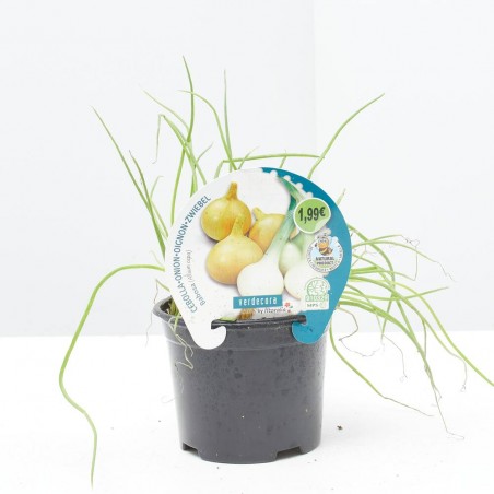 CEBOLLA BABOSA MACETA 11CM