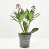 SKIMIA MACETA DIAMETRO 11CM
