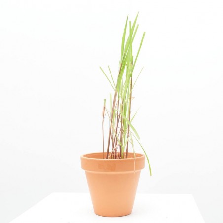 CITRONELA MACETA 13CM