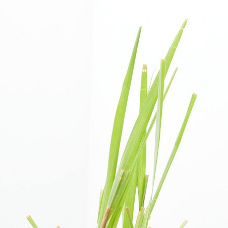 CITRONELA MACETA 13CM