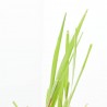 CITRONELA MACETA 13CM