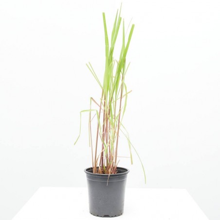 CITRONELA MACETA 13CM