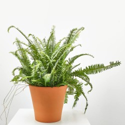 NEPHROLEPIS CORDATA MACETA 3L