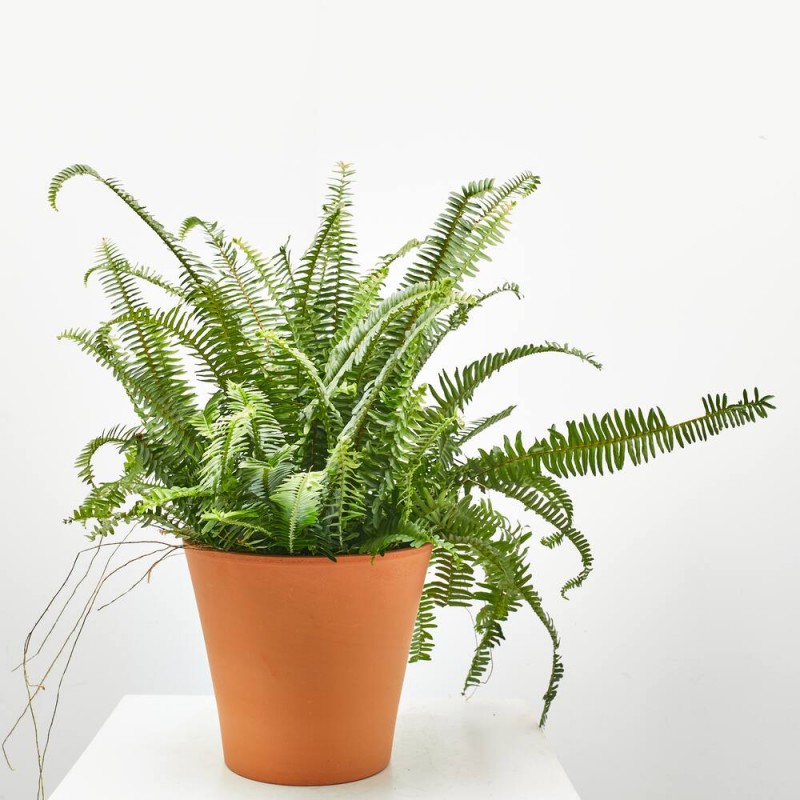 NEPHROLEPIS CORDATA MACETA 3L