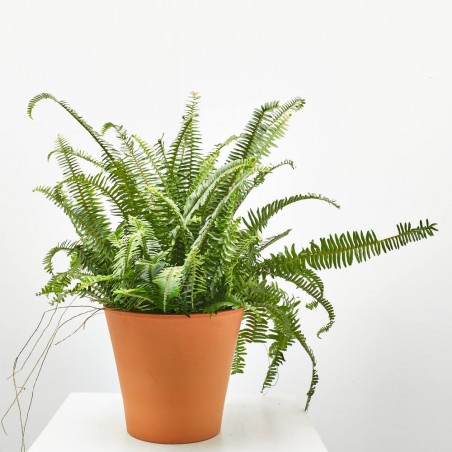 NEPHROLEPIS CORDATA MACETA 3L
