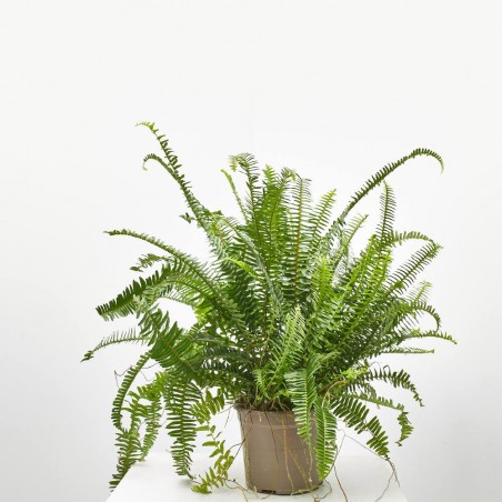 NEPHROLEPIS CORDATA MACETA 3L