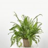NEPHROLEPIS CORDATA MACETA 3L