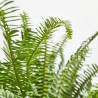NEPHROLEPIS CORDATA MACETA 3L