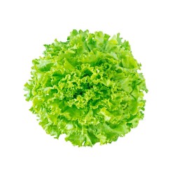 LECHUGA BATAVIA EN MACETA