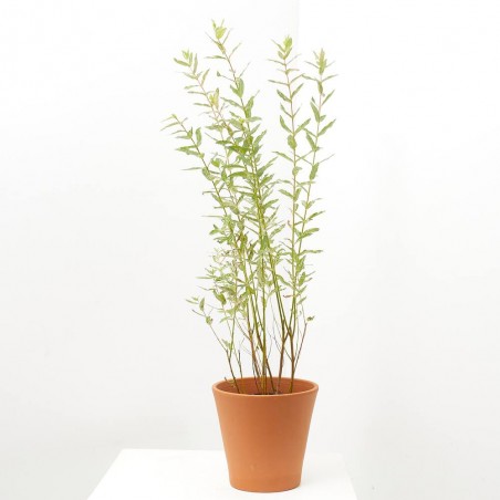 SALIX INTEGRA MACETA 3L