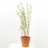 SALIX INTEGRA MACETA 3L