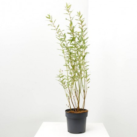 SALIX INTEGRA MACETA 3L
