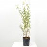 SALIX INTEGRA MACETA 3L