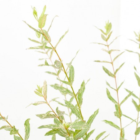 SALIX INTEGRA MACETA 3L