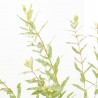 SALIX INTEGRA MACETA 3L