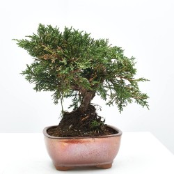 BONSÁI 12 AÑOS