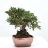 BONSÁI 12 AÑOS