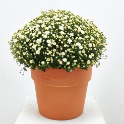 MARGARITA HÍBRIDA BOLA MACETA 10L