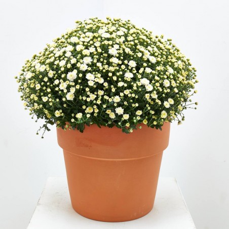 MARGARITA HÍBRIDA BOLA MACETA 10L