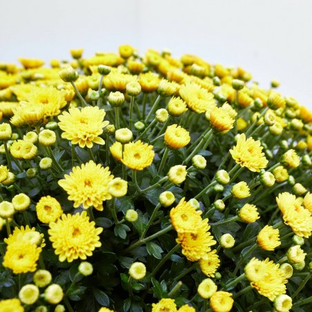 MARGARITA HÍBRIDA BOLA MACETA 10L