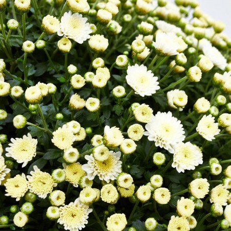 MARGARITA HÍBRIDA BOLA MACETA 10L