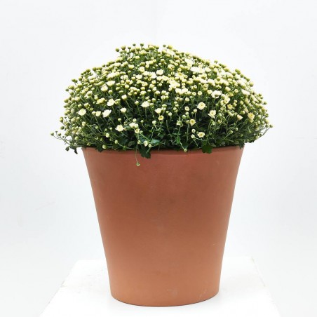 MARGARITA HÍBRIDA BOLA MACETA 10L