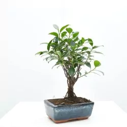 BONSÁI 5 AÑOS FICUS RETUSA