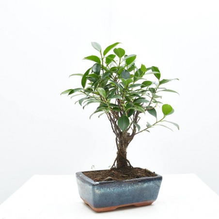 BONSÁI 5 AÑOS FICUS RETUSA