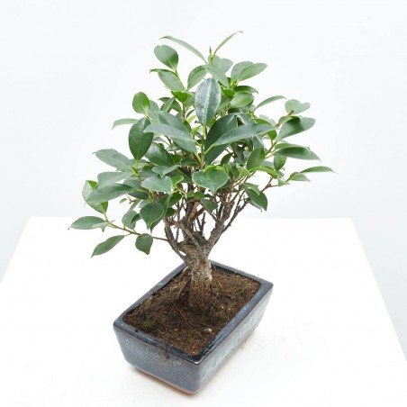 BONSÁI 5 AÑOS FICUS RETUSA