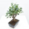 BONSÁI 5 AÑOS FICUS RETUSA