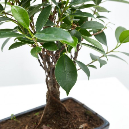 BONSÁI 5 AÑOS FICUS RETUSA