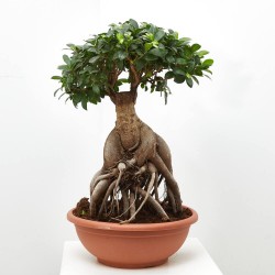 FICUS MICROCARPA GINSENG