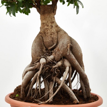 FICUS MICROCARPA GINSENG