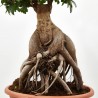 FICUS MICROCARPA GINSENG