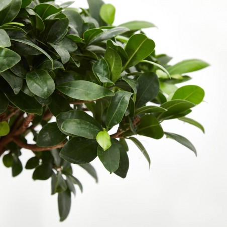FICUS MICROCARPA GINSENG