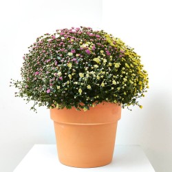 MARGARITA HÍBRIDA MACETA 7L