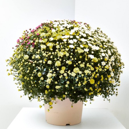 MARGARITA HÍBRIDA MACETA 7L